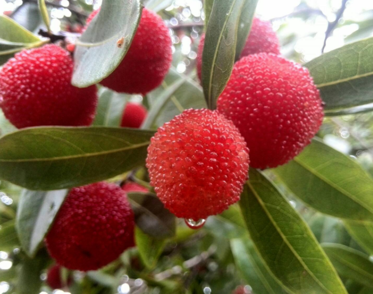 杨梅怎么清洗 杨梅怎么泡出虫