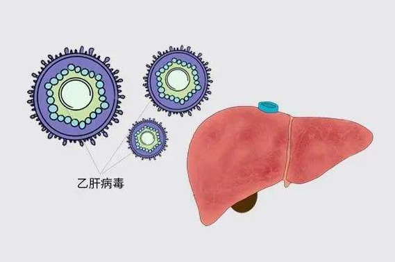 乙肝表面抗体呈阳性还是阴性好 乙肝表面抗体阳性+正常吗