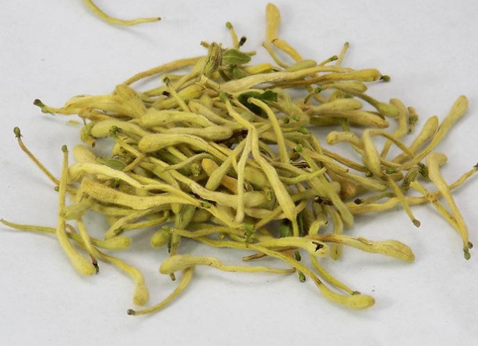 金银花不能和什么一起吃 喝金银花水禁忌