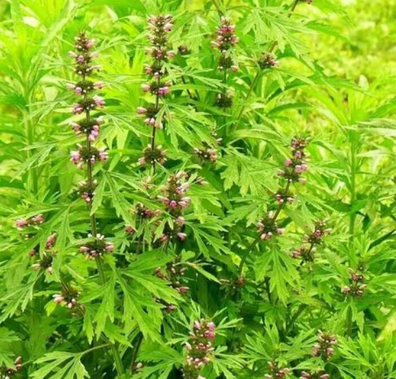 月经不调怎么调理 荐10食疗