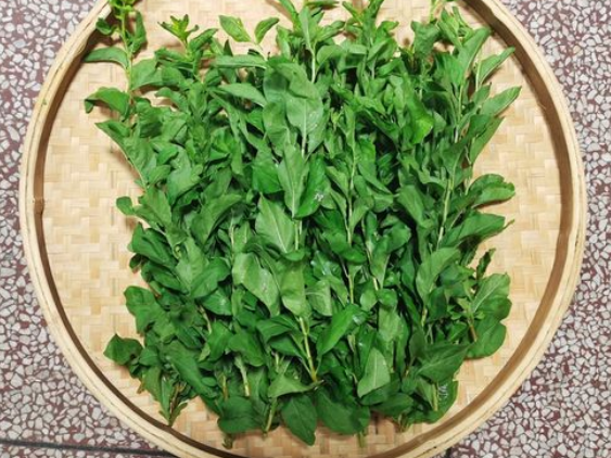 养生药膳补肾养血