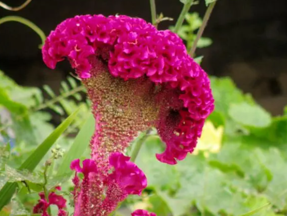 &ldquo;娇艳&rdquo;鲜花食疗 治妇科疾病有神奇疗效