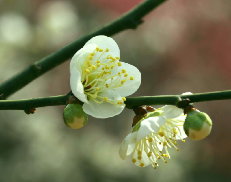 绿梅花药用食疗 可疏肝解毒