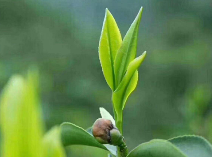 你知道茶叶的保健功能吗?