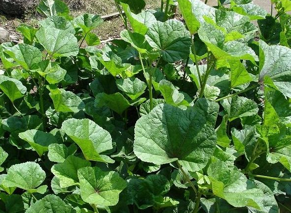 家家院子都有这草竟能治便秘、尿不尽
