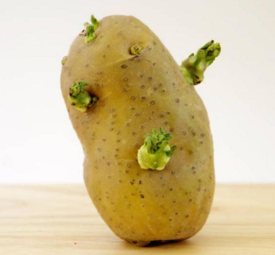 土豆长芽了还能吃吗 土豆长芽挖掉还能吃吗