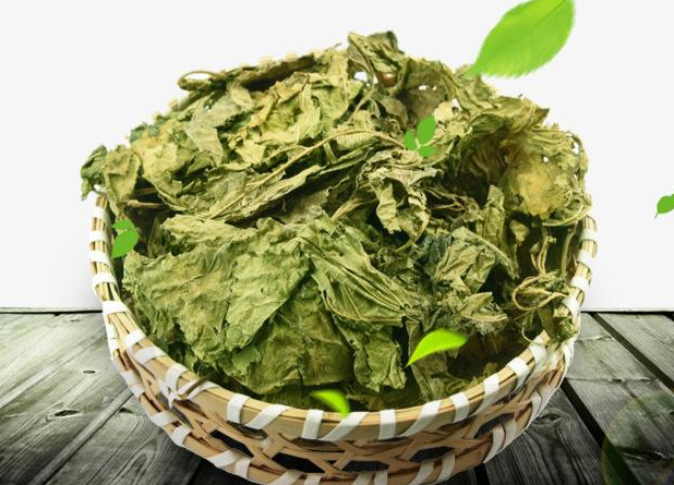 一片叶子竟就能快速减肥，太神奇