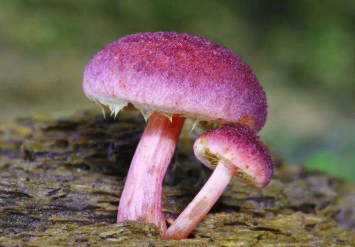 肿瘤病人 吃些药膳