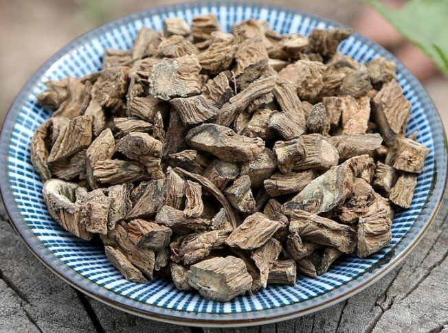 续断的作用与功效 中药续断的功效好吗