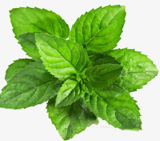 薄荷叶能不能泡水喝 新鲜薄荷叶泡水的功效