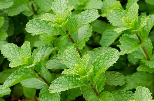 营养丰富的薄荷 介绍4款薄荷的食疗药膳方