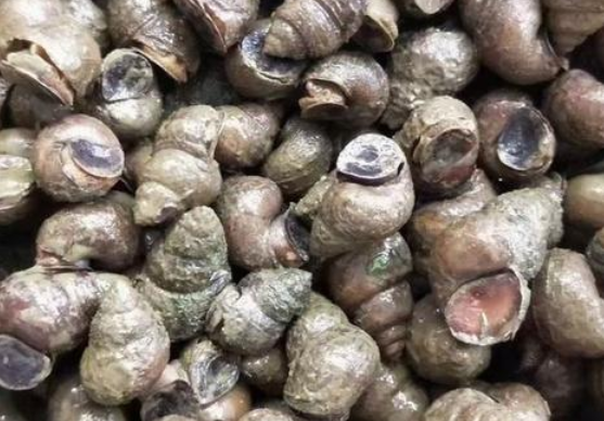 女性经期不能吃哪些食物 喝浓茶经期会延长