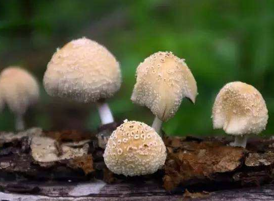 营养丰富美味的蘑菇 几款关于蘑菇的食疗方