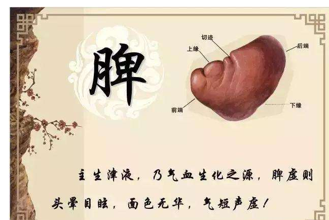 脾虚怎么办 中医秘方巧治男人脾虚