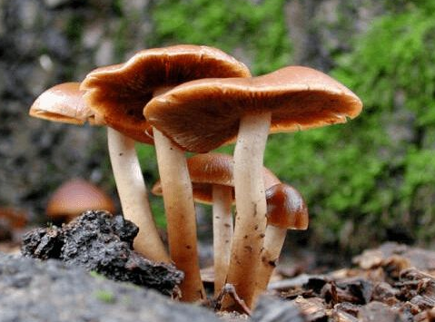 肝脏受损的原因与食疗