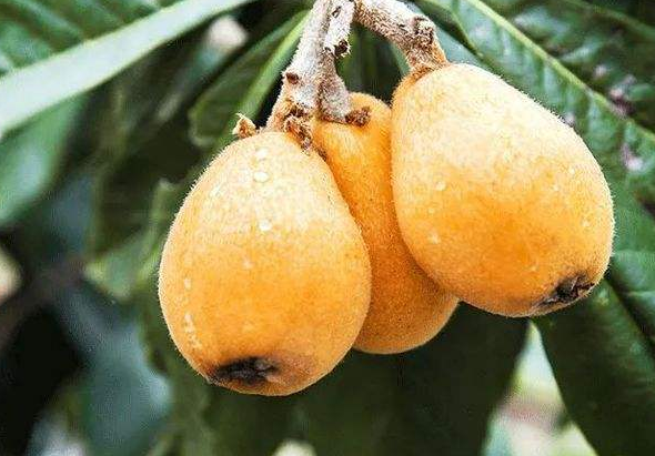 感冒发烧能吃枇杷吗？