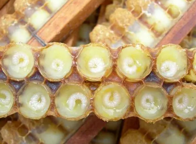 蜂皇浆怎么吃效果最好？