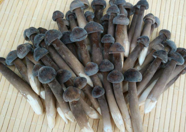 黑皮鸡枞菌的功效