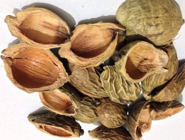 大腹皮的功效与作用及禁忌