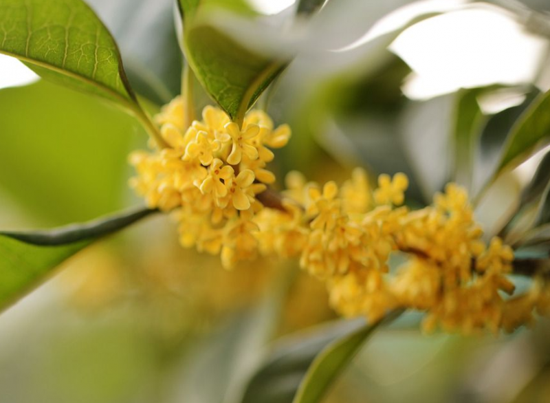 自己摘的桂花怎么处理能泡茶 桂花和什么泡一起可以去口臭