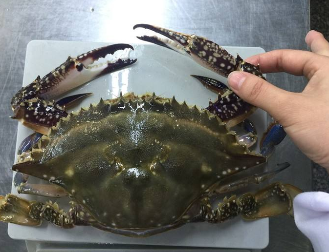 活螃蟹可以冷冻吗 活螃蟹冷冻后还能活吗