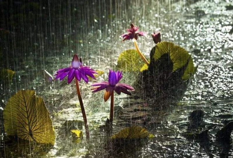 立秋不下雨有什么说法 往年立秋下雨吗