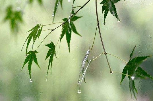 立秋下暴雨好不好 立秋下雨好还是天晴好