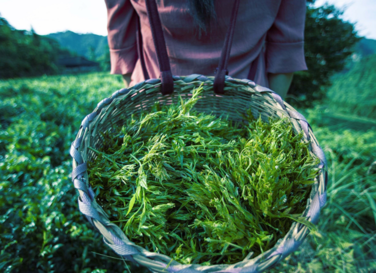 莓茶的功效 莓茶的食用方式和注意事项