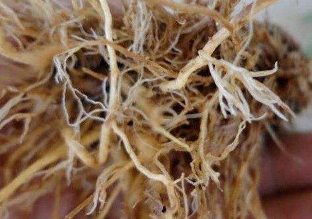 丝瓜根的药用功效与作用 丝瓜根怎么吃