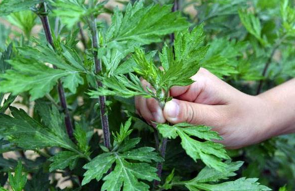 艾草能驱蚊虫吗 有驱蚊效果的植物有哪些