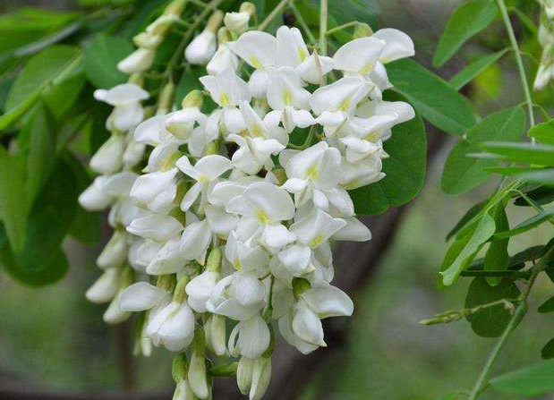 槐花怎么保存最好 槐花保存要焯水吗