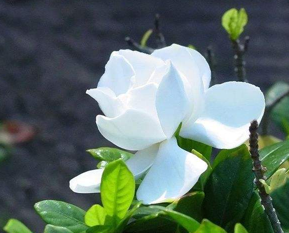 栀子花有毒吗 栀子花有果实吗