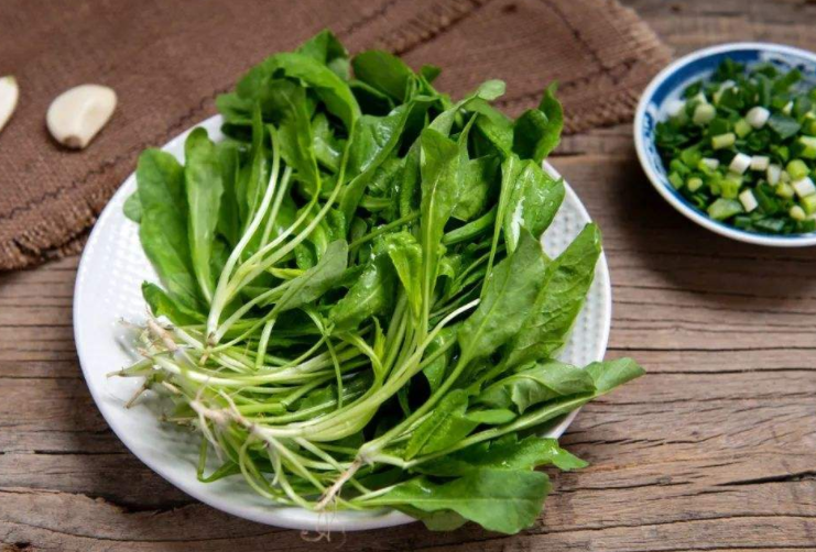 荠菜和蒲公英的区别 荠菜和蒲公英能一起吃吗