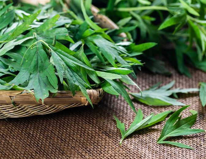 艾草能吃吗哪种艾草可以食用 吃艾草的禁忌