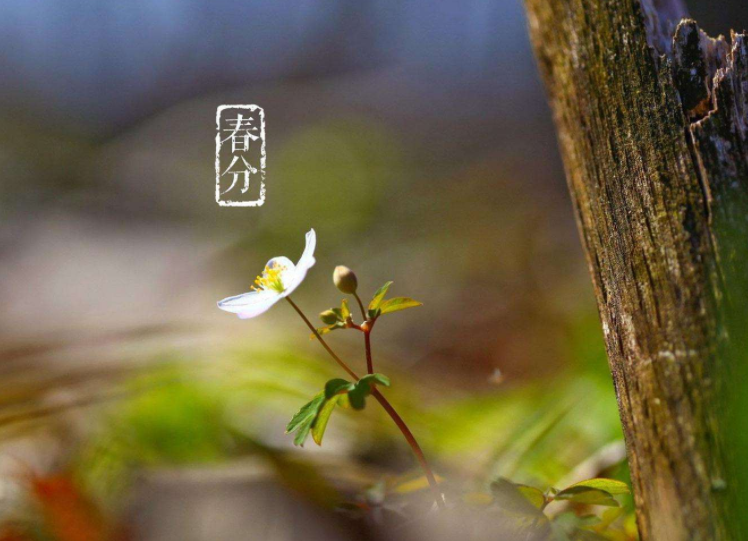 春分节气的含义是什么 春分节气吃什么养生