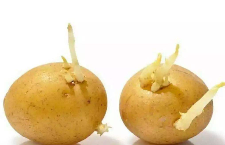 土豆在温度,湿度合适的环境中便会开始发芽,一经发芽后,其芽眼周边和