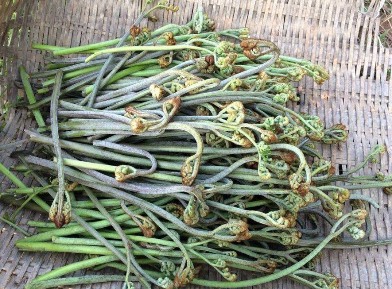 蕨菜的功效作用及危害 吃蕨菜过敏了怎么办