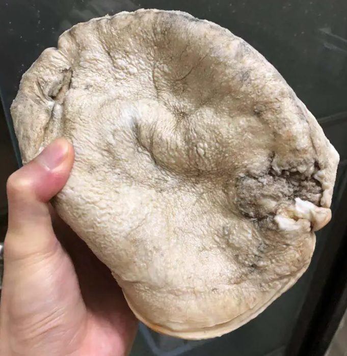肉灵芝的功效与作用 肉灵芝的食用方式和注意事项