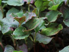 哪种缩阴药物效果更好 网上正规缩阴产品推荐