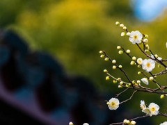 孕妇喝玉米须水的功效与作用