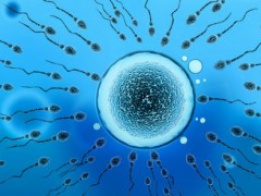 精子和卵子是怎样形成的