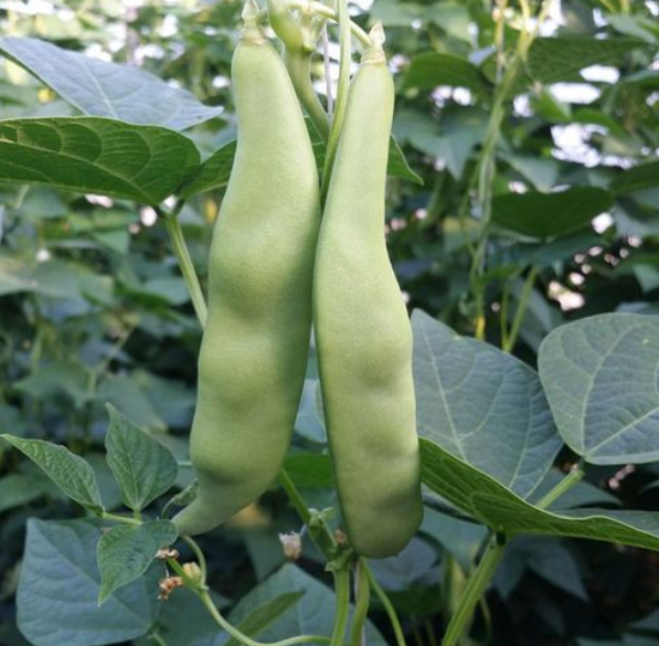 扁豆角的功效与作用 扁豆角的食用方式和注意事项