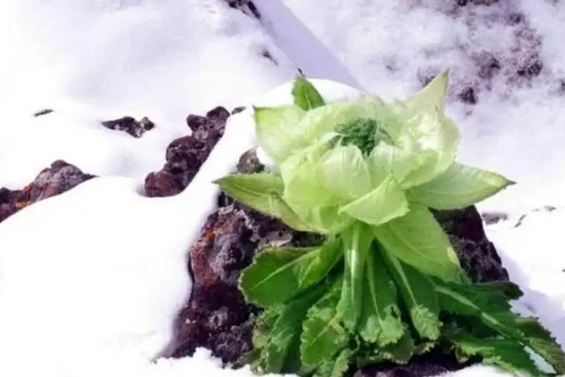 冰山雪莲的功效与作用 冰山雪莲的食用方式和注意事项