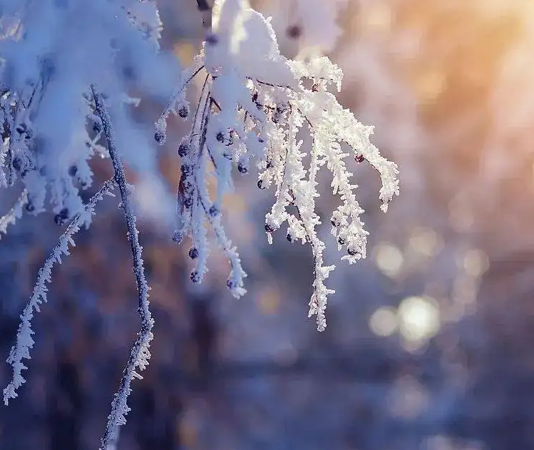 2020年大雪是几月几号 2020大雪节气会下雪吗