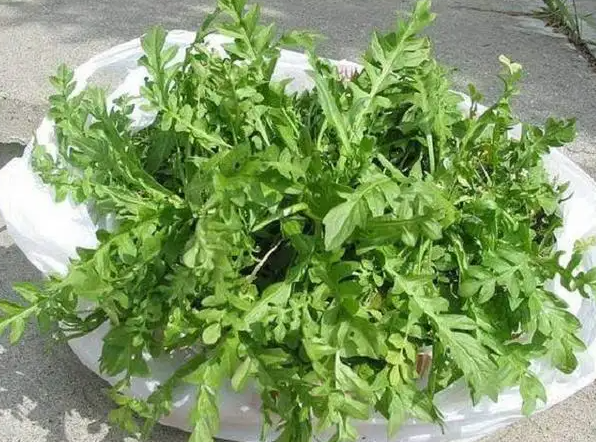 荠荠菜的功效与作用 荠荠菜的注意事项