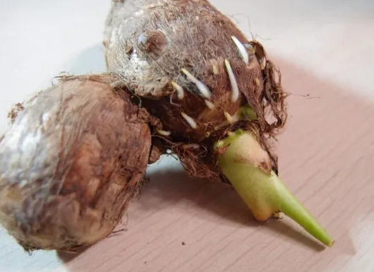 芋头发芽到底还能不能吃 芋艿剥皮后一层绿色能吃吗