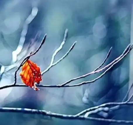 立冬后冷不冷 立冬会下雪吗