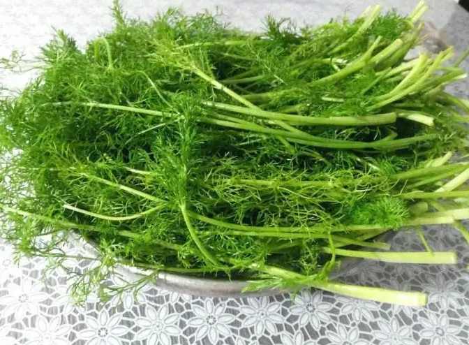 吃茴香菜的坏处 小茴香籽煮水喝的禁忌