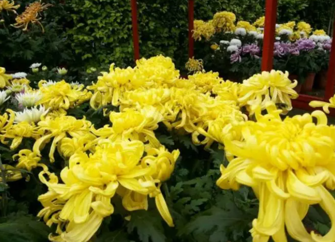 重阳节的风俗是什么 敬老节是重阳节吗