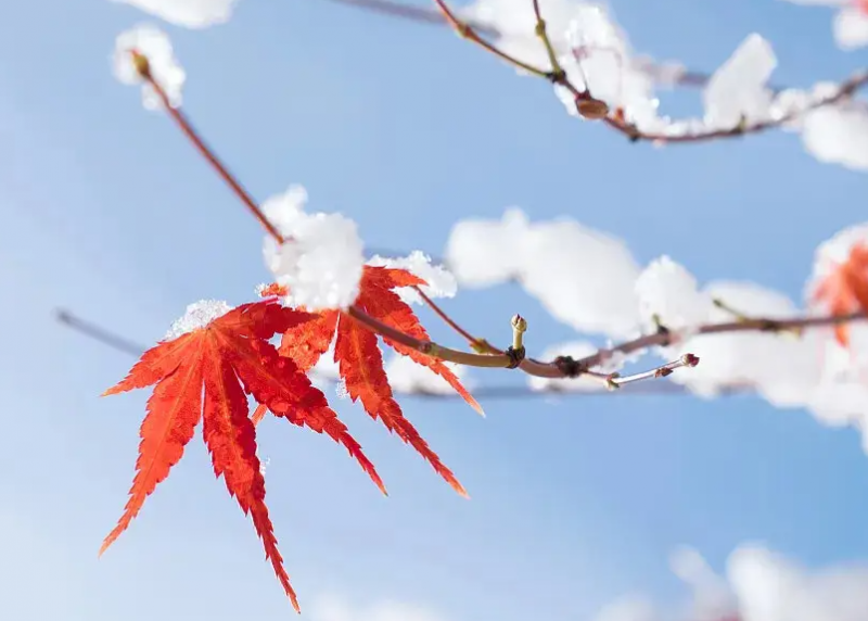 今年是60年最冷的一年吗 一年中哪几个月最冷